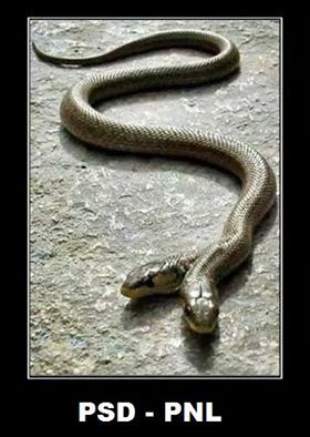 12994349_1193057800728045_5764515502785473481_n