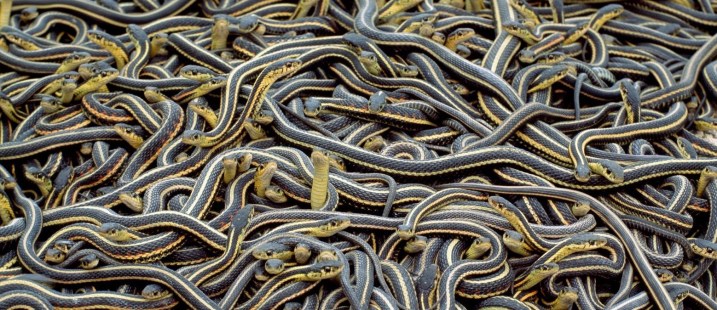 narciss-snake-pits-wtf-1600x856