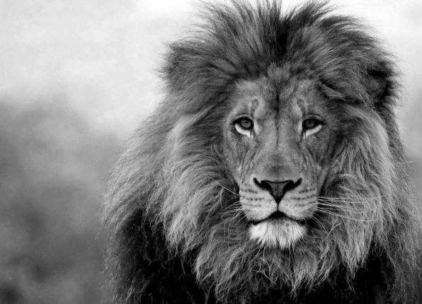 lion-grey-1024x740